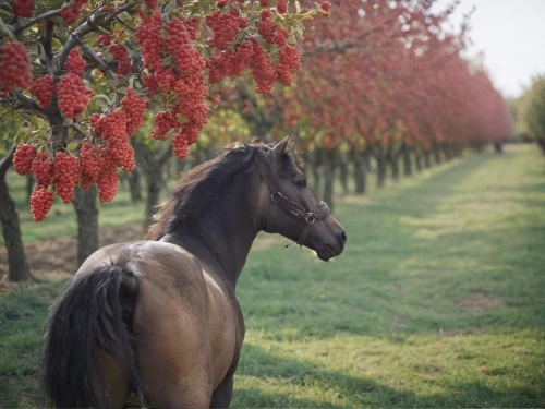 red flowering horse chestnut,red-flowering horse chestnut,red horse chestnut,belgian horse,crabapple,equine,chestnut tree with red flowers,japanese flowering crabapple,horse chestnut red,beautiful horses,flesh-red horse chestnut,quarterhorse,colorful horse,horse-chestnut,arabian horse,horse breeding,blossoming apple tree,standardbred,horse chestnuts,currant decorative