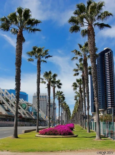 san diego,san diego skyline,date palms,royal palms,antofagasta,heads of royal palms,sharjah,costanera center,darling harbor,two palms,palm trees,convention center,palmtrees,port melbourne,darling harbour,tel aviv,palm forest,urban park,palm garden,palm pasture