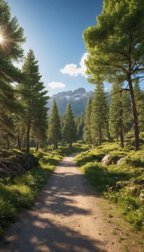 coniferous forest,temperate coniferous forest,mountain road,forest road,forest path,alpine route,alpine drive,fir forest,salt meadow landscape,hiking path,spruce forest,forest landscape,pine forest,landscape background,dirt road,spruce-fir forest,pathway,pine trees,tropical and subtropical coniferous forests,tree lined path,Photography,General,Realistic
