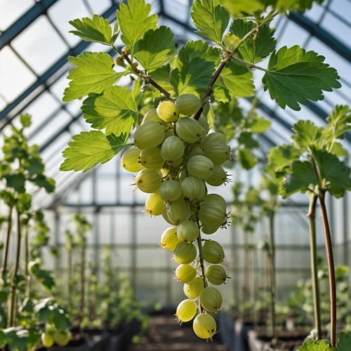 fresh grapes,white grapes,grapes,european gooseberries,bunch of grapes,unripe grapes,cluster grape,green grapes,grapevines,table grapes,bright grape,wine growing,chinese gooseberry,green grape,vineyard grapes,purple grapes,grape tomatoes,red grapes,grape turkish,gooseberries,Photography,General,Natural