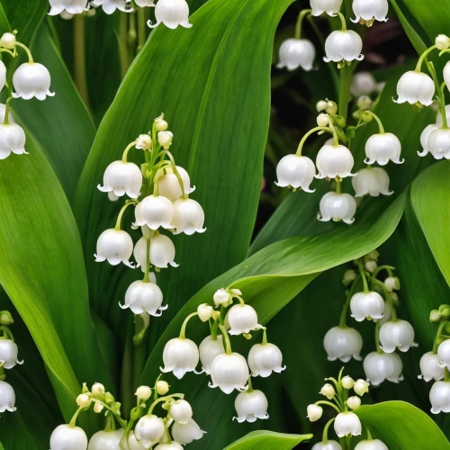 lilly of the valley,lily of the valley,doves lily of the valley,convallaria,lily of the field,lily of the nile,lily of the desert,lilies of the valley,white grape hyacinths,solomon's seal,bulbous flowers,fragrant flowers,white flowers,smooth solomon's seal,muscari armeniacum,snowdrop,muscari,snowdrops,bells flower,flowers in may,Photography,General,Realistic