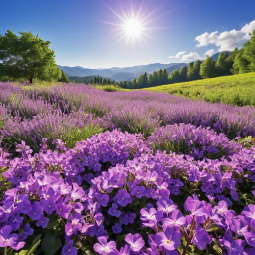 lavender flowers,purple landscape,lavender field,lavender fields,violet flowers,field of flowers,purple flowers,splendor of flowers,the lavender flower,lavender flower,alpine meadow,flower field,blanket of flowers,lavander,meadow landscape,flowering meadow,alpine flowers,phlox,lavenders,flowers field,Photography,General,Realistic