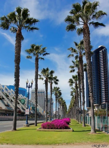 san diego,san diego skyline,antofagasta,date palms,royal palms,heads of royal palms,classic car and palm trees,palm forest,palm trees,costanera center,palm garden,palmtrees,sharjah,two palms,darling harbor,darling harbour,convention center,palm field,santa monica,the palm