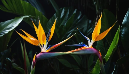 bird of paradise flower,bird-of-paradise,flower bird of paradise,bird of paradise,strelitzia orchids,strelitzia,heliconia,tropical flowers,canna lily,cuba flower,tropical bloom,flower exotic,splendens,bromelia,billbergia pyramidalis,bromeliad,exotic flower,bromeliaceae,tropical birds,bird flower,Photography,General,Natural