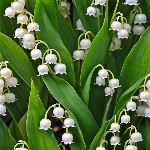 lilly of the valley,lily of the valley,doves lily of the valley,lily of the field,convallaria,white grape hyacinths,lily of the desert,lilies of the valley,lily of the nile,muscari armeniacum,white flowers,fragrant flowers,muscari,bulbous flowers,bells flower,angel trumpets,jonquils,flowers in may,snowdrop,snowdrops,Photography,General,Realistic