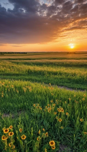 field of rapeseeds,polder,sunflower field,flower field,field of flowers,dutch landscape,flowers field,the netherlands,flower in sunset,blooming field,field of cereals,daffodil field,north holland,chamomile in wheat field,grasslands,prairie,ukraine,wheat field,friesland,netherlands,Photography,General,Realistic