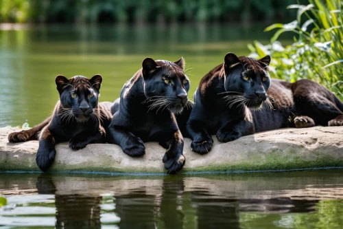 black bears,bear cubs,lionesses,brown bears,big cats,grizzlies,family outing,bears,male lions,perched on a log,the bears,lions,ice bears,lions couple,canis panther,belize zoo,watering hole,wildlife,cat family,harmonious family,Photography,General,Natural