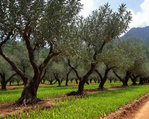argan trees,olive grove,almond trees,argan tree,olive oil,olive tree,almond tree,fruit fields,tona organic farm,provencal life,orchards,peloponnese,cultivated field,jojoba oil,palm oil,morocco,khorasan wheat,almond oil,fruit trees,date palms,Conceptual Art,Daily,Daily 02