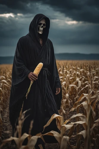 corn field,grimm reaper,grim reaper,maize,dance of death,wheat field,field of cereals,wheat fields,grain field,cornfield,wheat crops,reaper,corn ordinary,forage corn,corn,scythe,corn stalks,bed in the cornfield,winter corn,scarecrow,Photography,General,Cinematic