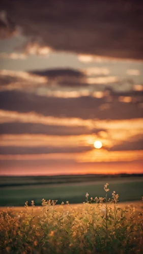 field of rapeseeds,prairie,prairie rose,wheat fields,wheat field,rapeseed,grasslands,wheat grasses,cornfield,grain field,north sea oats,landscape photography,manitoba,blooming field,wisconsin,rural landscape,flower in sunset,sunflower field,rapeseed field,wheat crops,Photography,General,Cinematic