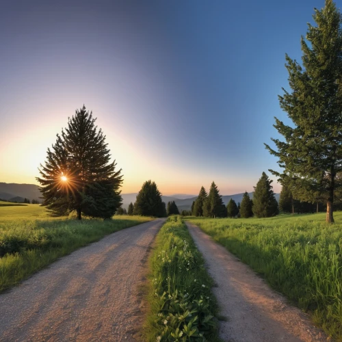 landscape background,dirt road,country road,tree lined path,background view nature,meadow rues,meadow landscape,temperate coniferous forest,salt meadow landscape,coniferous forest,tree lined lane,rural landscape,evergreen trees,pathway,the way of nature,forest road,nature landscape,aaa,landscape photography,northern black forest,Photography,General,Realistic