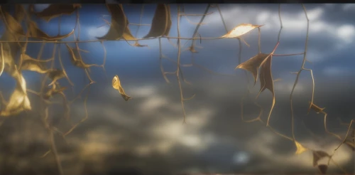 grasses in the wind,golden rain,autumn frame,flying seeds,dried petals,leaves frame,kelp,multiple exposure,dried grass,dandelion seeds,light of autumn,autumnalis,grass seeds,neurons,aquatic plants,hare tail grasses,sunlight through leafs,abstract air backdrop,background bokeh,square bokeh,Photography,General,Realistic