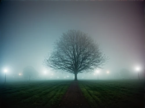 dense fog,foggy landscape,ground fog,veil fog,fog banks,autumn fog,ring fog,high fog,fog,early fog,isolated tree,dark park,grave light,mist,the fog,foggy,emission fog,love in the mist,foggy forest,tree thoughtless
