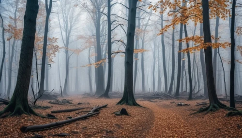foggy forest,germany forest,autumn forest,forest path,autumn fog,haunted forest,deciduous forest,forest floor,bavarian forest,fairytale forest,enchanted forest,beech forest,winter forest,forest of dreams,forest landscape,forest walk,mixed forest,forest glade,the mystical path,wooden path,Photography,General,Realistic
