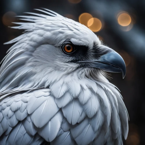 white eagle,gyrfalcon,eagle illustration,imperial eagle,gray eagle,snowy owl,hedwig,eagle drawing,silver seagull,gryphon,sea eagle,eagle,steller's sea eagle,sea head eagle,bird of prey,northern goshawk,eagle vector,white grey pigeon,black-winged kite,digital painting,Photography,General,Fantasy