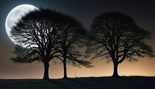 moonlit night,lunar phases,moonlit,moon photography,halloween bare trees,moons,moon and star,moon night,moon at night,row of trees,hanging moon,moon and star background,moonlight,moonrise,twiliight,walnut trees,crescent moon,full moon,moonshine,sun and moon,Photography,General,Realistic
