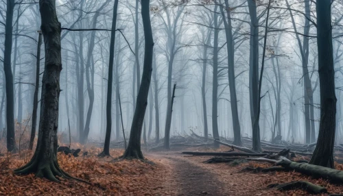 foggy forest,germany forest,forest path,haunted forest,enchanted forest,winter forest,deciduous forest,the mystical path,tree lined path,forest walk,forest floor,beech forest,black forest,northern black forest,fairytale forest,wooden path,forest dark,forest of dreams,bavarian forest,forest glade,Photography,General,Realistic