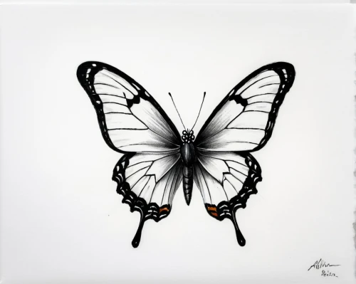 papillon,isolated butterfly,butterfly isolated,hesperia (butterfly),janome butterfly,cupido (butterfly),butterfly vector,butterfly white,papilio,white butterfly,french butterfly,vanessa (butterfly),butterfly clip art,c butterfly,limenitis,butterfly effect,butterfly,zebra swallowtail,glass wing butterfly,morpho,Illustration,Black and White,Black and White 26