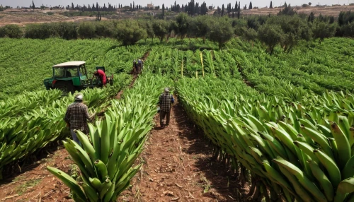 calçot,pineapple fields,agroculture,pineapple farm,agricultural,tona organic farm,olive grove,cereal cultivation,provencal life,first may jerash,stock farming,pineapple field,sugar cane,sugarcane,field cultivation,marrakech,lebanon,farming,organic farm,vegetable field,Conceptual Art,Daily,Daily 02