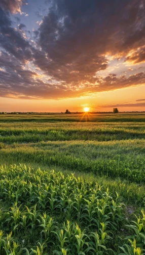 wheat crops,field of cereals,grain field panorama,field of rapeseeds,wheat field,cultivated field,wheat fields,corn field,rice field,dutch landscape,grain field,the rice field,wheat grasses,cropland,barley field,green wheat,cornfield,farm landscape,agriculture,polder,Photography,General,Realistic