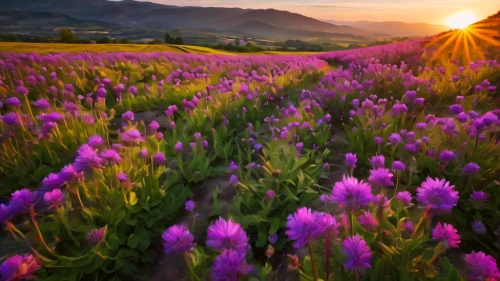 lupines,purple landscape,flower in sunset,field of flowers,flower field,lavender field,lavender flowers,lavender fields,the valley of flowers,flowers field,blooming field,sea of flowers,splendor of flowers,wildflowers,alpine meadows,alpine meadow,the lavender flower,lavender flower,mountain meadow,clover meadow,Photography,General,Natural