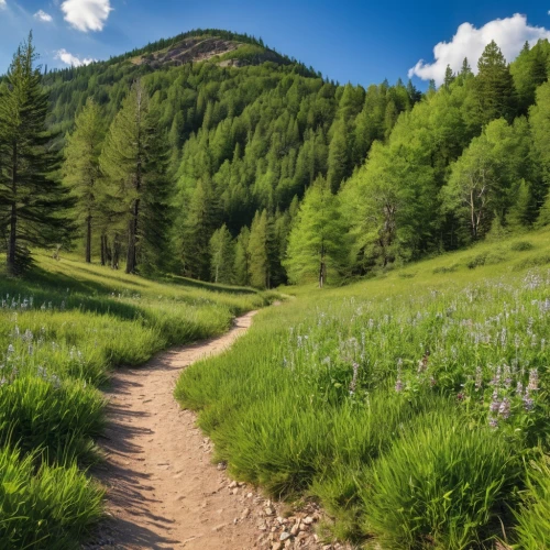 hiking path,appalachian trail,alpine meadows,temperate coniferous forest,singletrack,salt meadow landscape,mountain meadow,pathway,mountain hiking,alpine route,trail,aaa,meadow and forest,trail running,online path travel,alpine meadow,tree lined path,highline trail,larch forests,the mystical path,Photography,General,Realistic