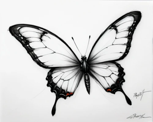 isolated butterfly,papillon,hesperia (butterfly),butterfly isolated,cupido (butterfly),janome butterfly,butterfly,butterfly effect,butterfly vector,french butterfly,c butterfly,ulysses butterfly,butterfly clip art,white butterfly,morpho,passion butterfly,butterfly white,vanessa (butterfly),papilio,butterflies,Illustration,Black and White,Black and White 08