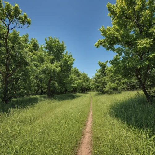 forest path,tree lined path,hiking path,green forest,pathway,nature trail,meadow and forest,trail,virtual landscape,forest background,deciduous forest,trees with stitching,green landscape,aaa,forest road,landscape background,green meadow,background view nature,forest landscape,meadow landscape,Photography,General,Realistic