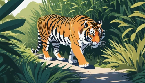 a tiger,bengal tiger,tiger,sumatran tiger,bengal,tigers,tiger png,asian tiger,sumatran,jungle,chestnut tiger,type royal tiger,bengalenuhu,sumatra,young tiger,vector illustration,tiger cub,endangered,digital illustration,tigerle