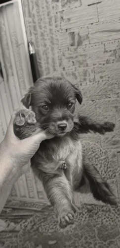 chihuahua,high five,fist bump,long hair chihuahua,pup,dog puppy while it is eating,hand shake,shih tzu,yorkie puppy,kinkajou,paw,otterbaby,baby grabbing for something,baby dog,baby monkey,shaking hands,pointing dog,pygmy sloth,puppy,small dog,Art sketch,Art sketch,Traditional