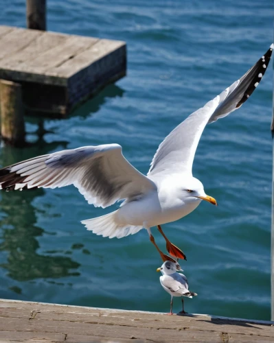 laughing gulls,pacific gull,crested terns,royal tern,sea-gull,indian sea gull,seagull in flight,ring-billed gull,large white-headed gull,common tern,flying common tern,seagull,european herring gull,ring billed gull,herring gull,flying tern,kelp gulls in love,sea gull,herring gulls,tern bird,Photography,General,Natural