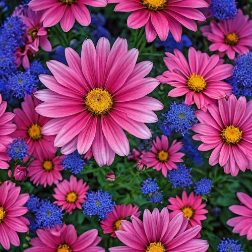 osteospermum,flowers png,wood daisy background,colorful daisy,floral digital background,african daisies,flower background,pink daisies,purple chrysanthemum,chrysanthemum background,african daisy,violet chrysanthemum,pink chrysanthemums,pink chrysanthemum,colorful flowers,blanket of flowers,barberton daisies,gerbera daisies,south african daisy,australian daisies,Photography,General,Realistic