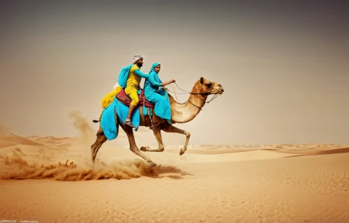 arabian camel,desert racing,tent pegging,arabian horses,camel caravan,admer dune,dromedaries,camelride,libyan desert,male camel,camels,capture desert,desert safari dubai,two-humped camel,bactrian camel,dromedary,arabian horse,thoroughbred arabian,merzouga,desert run