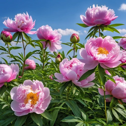 peonies,common peony,chinese peony,wild peony,pink peony,peony pink,peony,japanese anemones,japanese anemone,peony bouquet,rugosa rose,pink dahlias,blooming roses,noble roses,turkestan tulip,pink flowers,peony frame,tea flowers,anemone japonica,flower background,Photography,General,Realistic