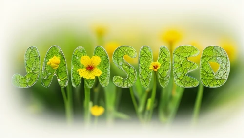 marsh marigolds,wood daisy background,spring leaf background,narcissus,flowers png,moss saxifrage,spring background,marsh marigold,daisies,jonquils,flower background,springtime background,sunflower lace background,chloroplasts,flower illustrative,moss,yellow daisies,garden cress,sand coreopsis,sulfur cosmos,Realistic,Flower,Buttercup
