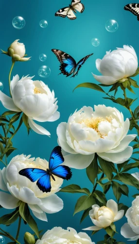 blue butterfly background,butterfly background,ulysses butterfly,flower background,white water lilies,floral digital background,blue butterflies,flower painting,butterfly floral,flower illustrative,floral background,chrysanthemum background,butterfly swimming,water lilies,flowers png,japanese floral background,flower water,paper flower background,isolated butterfly,water lotus,Photography,General,Realistic