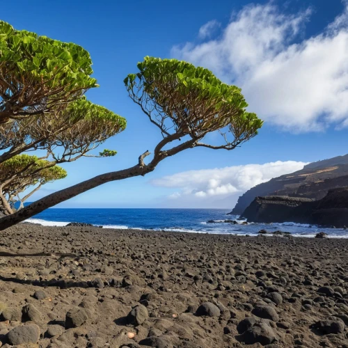 canarian dragon tree,canary islands,ascension island,the azores,azores,tenerife,la gomera,grancanaria,reunion island,dragon tree,lanzarote,gran canaria,madeira,acores,teide national park,la palma,aeolian islands,faial,molokai,rapa nui,Photography,General,Realistic