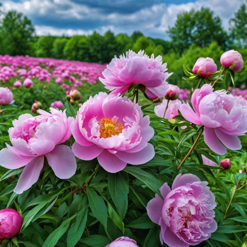 peonies,common peony,pink peony,chinese peony,wild peony,peony pink,japanese anemones,japanese anemone,peony,anemone japan,blooming roses,pink chrysanthemums,pink tulips,peony bouquet,pink dahlias,anemone japonica,pink flowers,pink chrysanthemum,flower background,splendor of flowers,Photography,General,Realistic