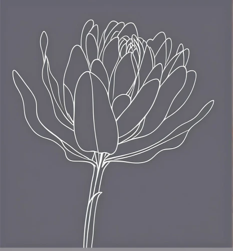 flowers png,botanical line art,agapanthus,gymea lily,lotus png,heracleum (plant),illustration of the flowers,chrysanthemum background,flower illustration,flower line art,magnolia stellata,ikebana,chrysanthemum grandiflorum,flower illustrative,apiaceae,flower drawing,branched asphodel,adansonia,ornithogalum umbellatum,giant protea,Design Sketch,Design Sketch,Outline