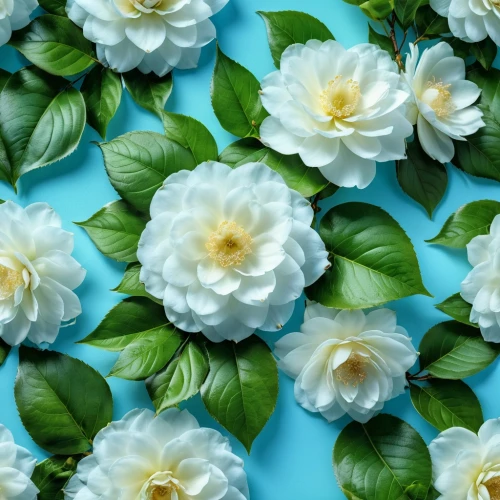 paper flower background,floral digital background,mock orange,camelliers,camellias,arabian jasmine,flowers png,tea flowers,gardenia,jasmine flowers,cape jasmine,paper flowers,vintage flowers,white floral background,flower background,floral background,flower wall en,wood anemones,camellia blossom,japanese camellia,Photography,General,Realistic