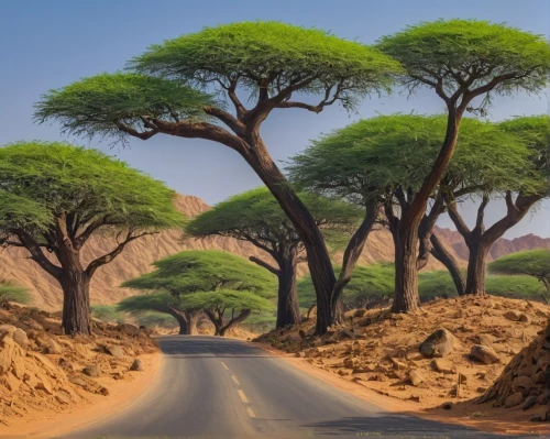 argan trees,samburu,arid landscape,adansonia,namib,namib desert,eritrea,sand road,tsavo,namibia,arid land,serengeti,east africa,africa,argan tree,namibia nad,madagascar,sudan,namib rand,ethiopia,Conceptual Art,Daily,Daily 09