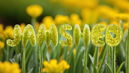 spring background,spring equinox,spring leaf background,springtime background,spring greeting,easter background,daffodils,the trumpet daffodil,narcissus,spring forward,mimosa,jonquils,novruz,daffodil,spring nature,rapeseed flowers,spring,rapeseed,springtime,harbinger of spring,Realistic,Flower,Buttercup