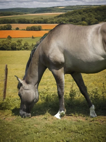 przewalski's horse,donkey of the cotentin,shire horse,belgian horse,painted horse,equine,white horse,kutsch horse,a horse,big horse,brown horse,a white horse,dream horse,gelding,gypsy horse,horse,shetland pony,hay horse,haflinger,neigh