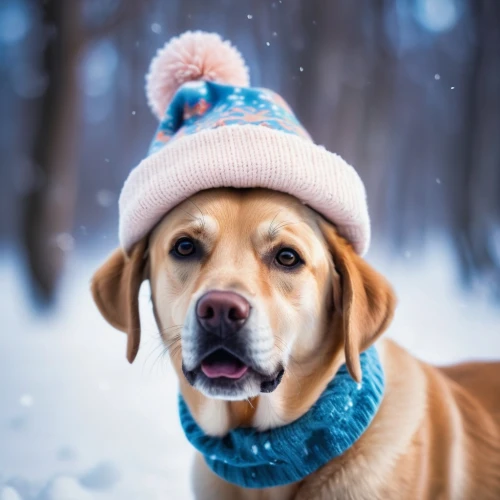 winter hat,winter animals,dog photography,pet vitamins & supplements,dog-photography,beanie,knit hat,labrador retriever,dog clothes,labrador,winter background,christmas hat,labrador husky,knit cap,winter clothing,snow cap,cheerful dog,ushanka,christmas snowy background,scarf animal,Illustration,Realistic Fantasy,Realistic Fantasy 37