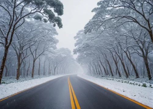 winter forest,snowy landscape,snow landscape,winter landscape,winter wonderland,snow trees,hume highway,winter background,wintry,tree lined lane,forest road,snow scene,snow in pine trees,winter storm,tree-lined avenue,treemsnow,the snow falls,winter dream,winters,snowfall,Photography,General,Natural