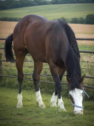 shire horse,irish cob,clydesdale,gelding,gypsy horse,belgian horse,draft horse,horse breeding,warm-blooded mare,hay horse,quarterhorse,equine,a horse,dream horse,horse-chestnut,horse,big horse,weehl horse,young horse,horse grooming