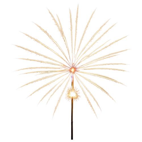 enokitake,pentecost carnation,citronella,turn of the year sparkler,straw flower,cherry sparkler fountain grass,dandelion flower,firework,rain lily,fireworks rockets,decorative fan,summer umbrella,fireworks background,sparkler,fireworks art,firecracker flower,furin,lampion flower,flowers png,overhead umbrella