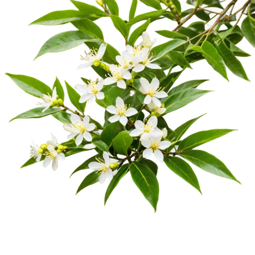 star jasmine,jasminum sambac,indian jasmine,brazilian jasmine,jasminum,flower jasmine,japanese jasmine,crape jasmine,west indian jasmine,white jasmine,cape jasmine,farmer's jasmine,night-blooming jasmine,carolina jasmine,white flower cherry,cherry laurel,sand jasmine,a beautiful jasmine,fragrant flowers,night scented jasmine