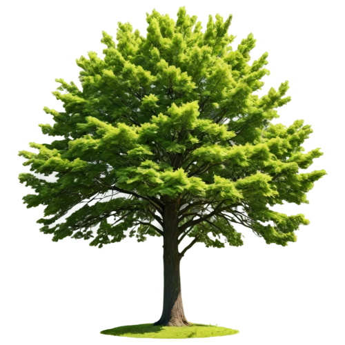 dwarf tree,spruce tree,bigtree,a tree,patrol,smaller tree,columbian spruce,arbor day,chile pine,araucaria,chastetree,tree,a young tree,flourishing tree,small tree,tree die,chile de árbol,colorado spruce,oregon pine,pine-tree