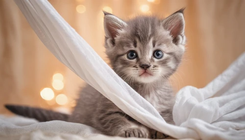 tabby kitten,cute cat,kitten,hanging cat,cat on a blue background,blue eyes cat,silver tabby,maincoon,blossom kitten,american curl,cat with blue eyes,siberian cat,british longhair cat,gray kitty,kitten willow,american wirehair,birman,cat image,kitten baby,blue merle,Photography,General,Cinematic